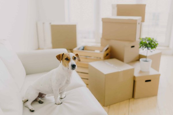 What Are the Best Practices for Keeping Pet Gerbils Comfortable in Hot Weather?